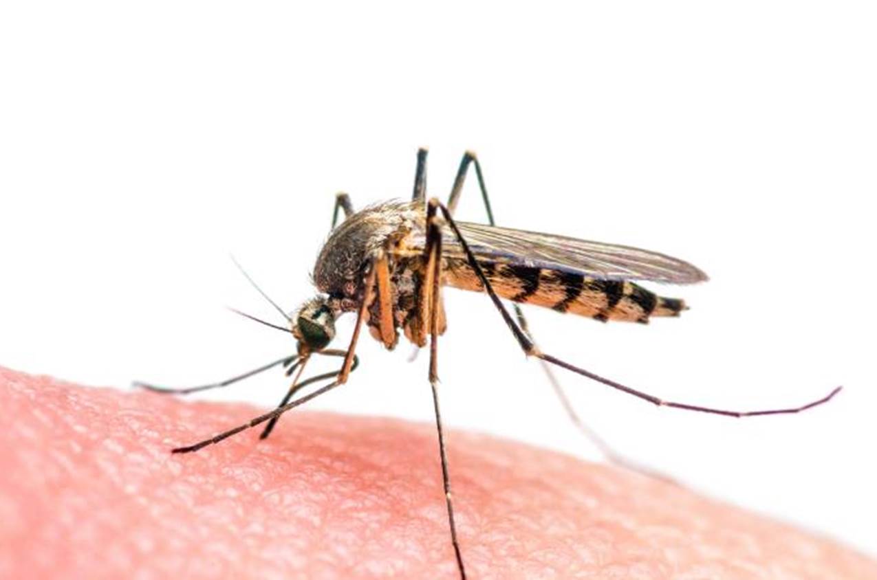 Sepa como el Virus Zika ataca el sistema reproductivo masculino y afecta la fertilidad